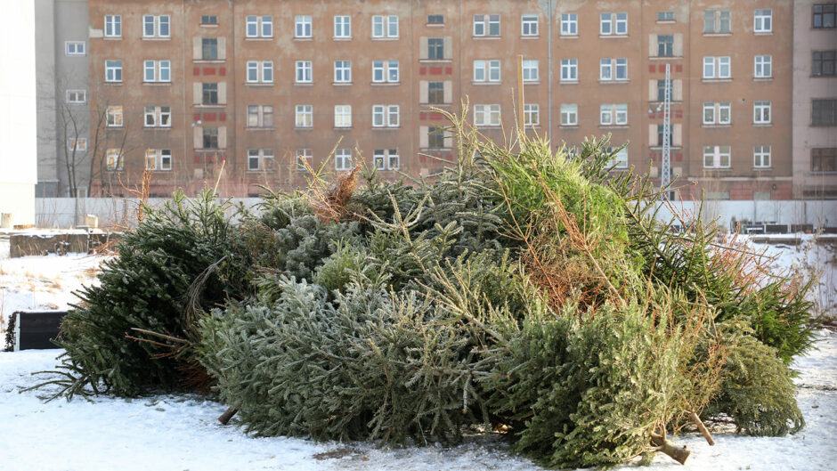 Vecas ziemassvētku egles kaudzē
